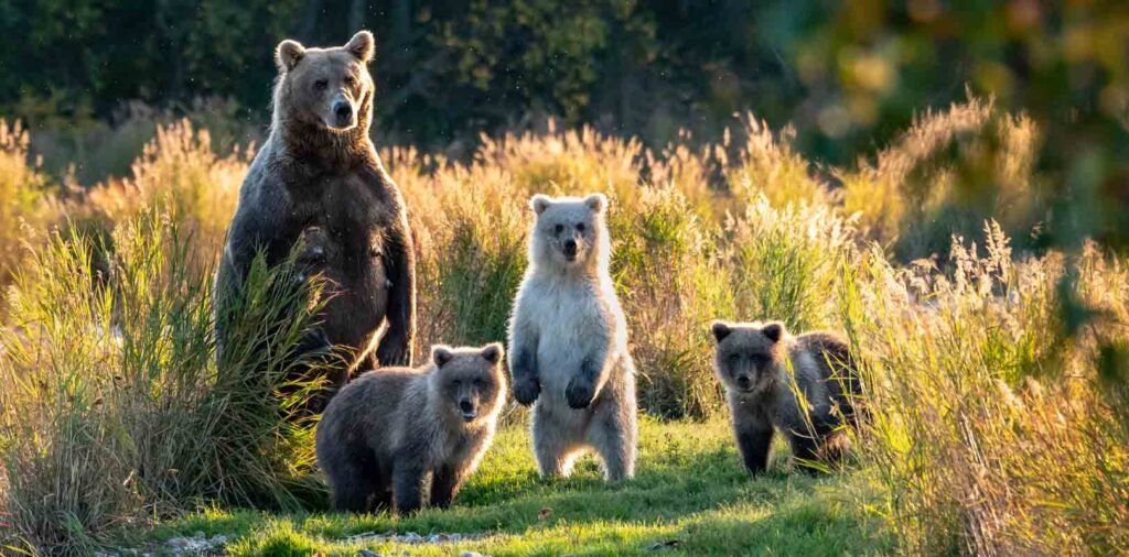 grizzly bears in Katmai National Park, Alaska.