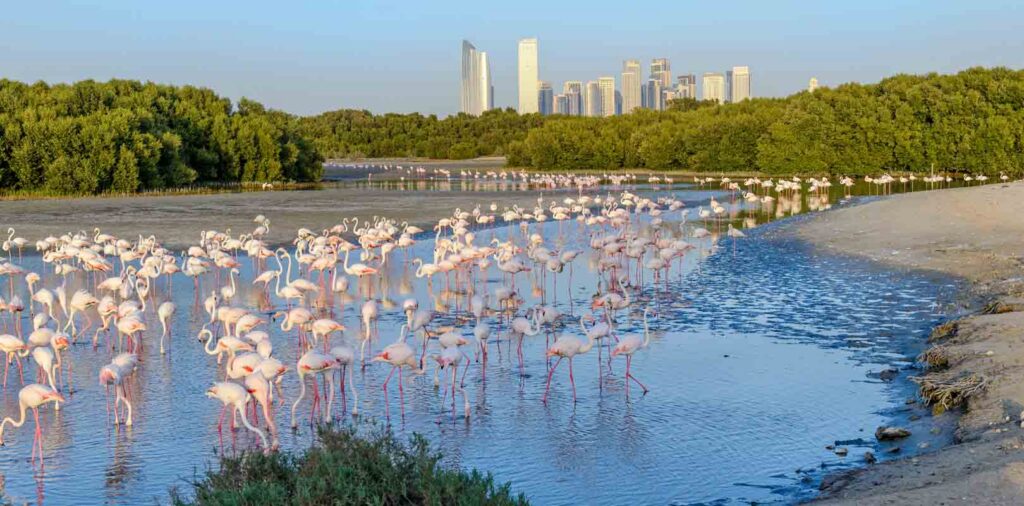 Ras Al Khor Wildlife